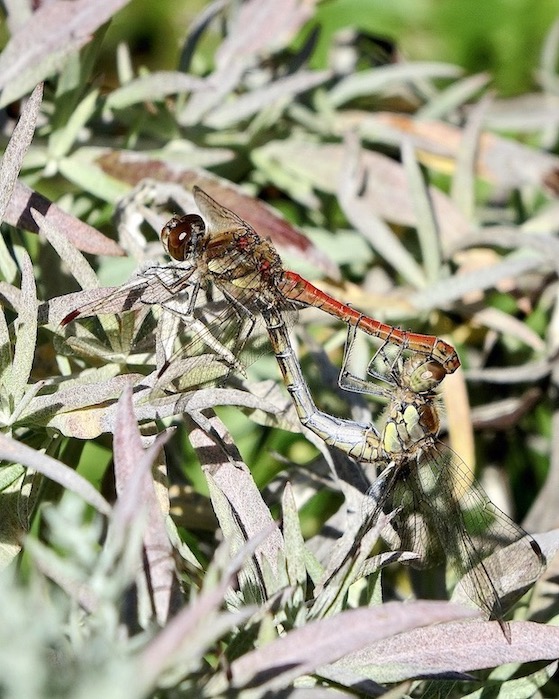 common darters